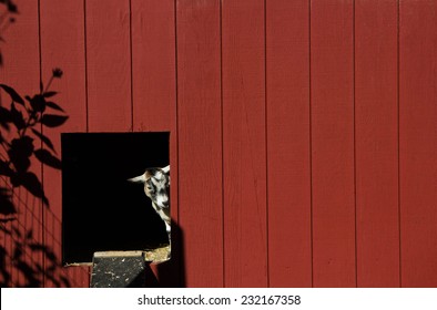 Pygmy Goat Peeks Through Door In Dark Red Barn Wall