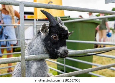 A Pygmy Goat In A Pen At An Agricultural Show.