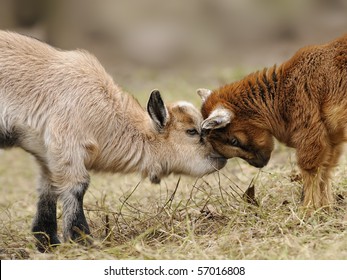 Pygmy Goat Puppy