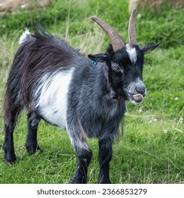 Pygmy goat at Symondsbury Estate, Bridport, Dorset - Shutterstock ID 2366853279