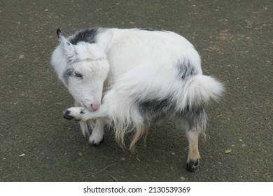 Pygmy Goat Yoga Exercise Pose