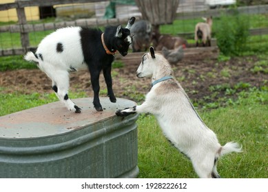 Pygmy Goats Butting Heads Together