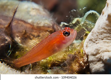 Pygmy Goby