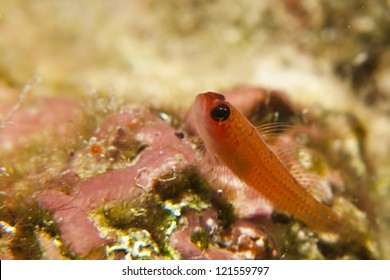 Pygmy Goby