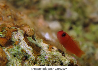 Pygmy Goby