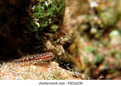 Pygmy Goby