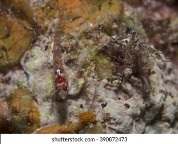 Pygmy Goby (Eviota)