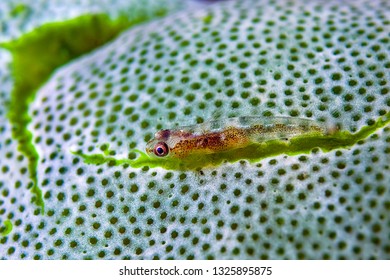 Pygmy Goby Fish 