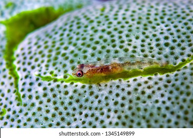 A Pygmy Goby Fish 