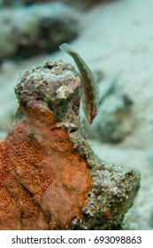 Pygmy Goby On A Hard Coral