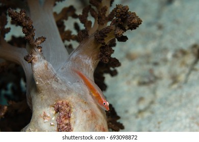 Pygmy Goby On A Soft Coral