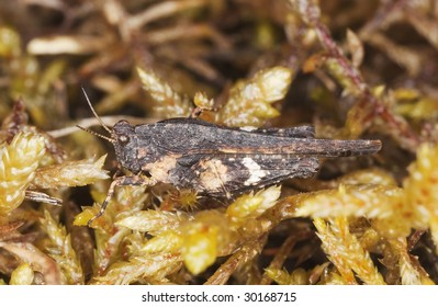 Pygmy Grasshopper, Tetrigidae