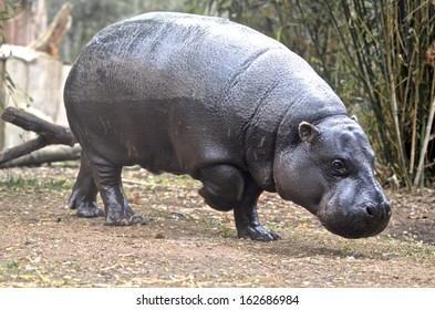 Pygmy Hippo