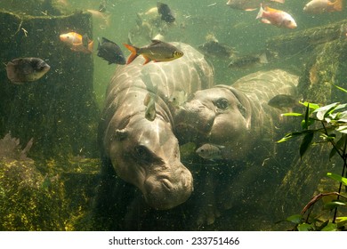 Pygmy Hippo