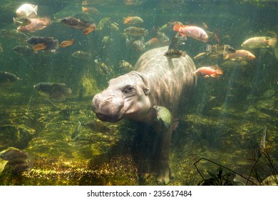 Pygmy Hippo