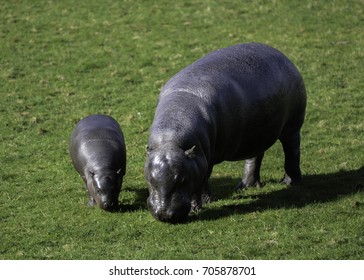 Pygmy Hippo With Calf Grazing