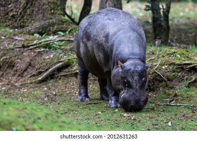 A pygmy hippo eats grass