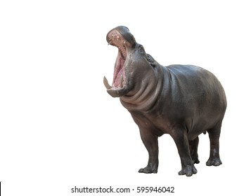 Pygmy hippo on white background with copy space 