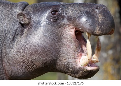 Pygmy Hippopotamus