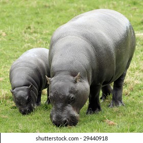 Pygmy Hippopotamus