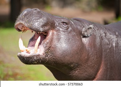 Pygmy Hippopotamus