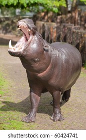 Pygmy Hippopotamus