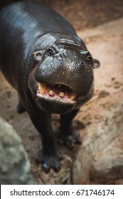 Pygmy Hippopotamus