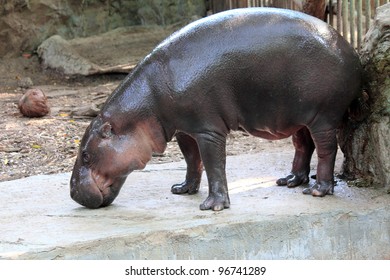 Pygmy Hippopotamus