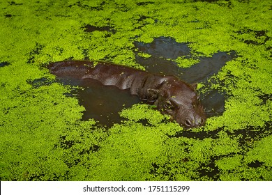 Pygmy Hippopotamus, Choeropsis Liberiensis In Green Water Vegetation In The Lake. Small Hippo In The Nature Habitat. Pygmy Hippopotamus From Liberia In Africa. Wildlife Scene From Nature.