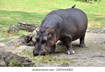 a pygmy hippopotamus eats grass and straw and there is a black starling bird on his back