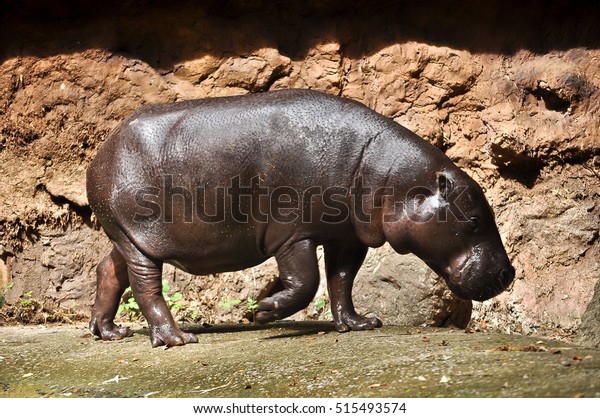 Pygmy\
hippos are smaller cousins of the\
hippopotamus.