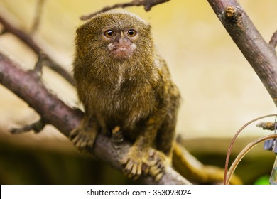 Pygmy Marmoset