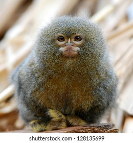 Pygmy Marmoset Ape