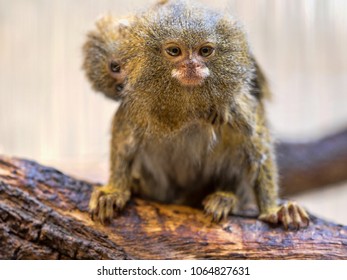 Pygmy Marmoset Callithrix Pygmaea Niveiventris Female Stock Photo (Edit ...