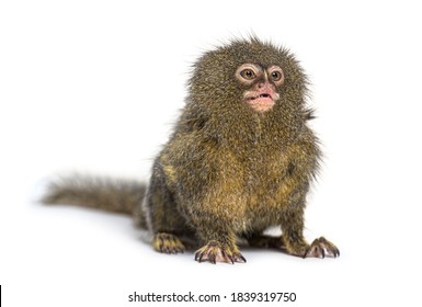 786 Pygmy Marmoset Images, Stock Photos & Vectors | Shutterstock