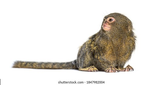 786 Pygmy Marmoset Images, Stock Photos & Vectors | Shutterstock