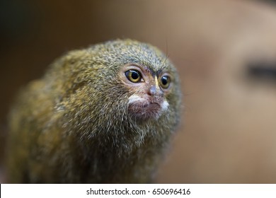 779 Pygmy marmosets Images, Stock Photos & Vectors | Shutterstock