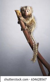 Pygmy Marmoset Climbing a Branch