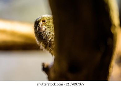The pygmy marmoset, genus Cebuella, is a small genus of New World monkey native to rainforests of the western Amazon Basin in South America.