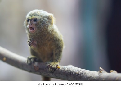 Pygmy Marmoset, the smallest monkey in the world