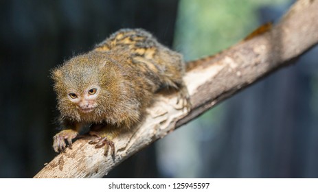 Pygmy Marmoset Smallest Monkey World Stock Photo 124470094 | Shutterstock