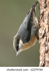 Pygmy Nuthatch