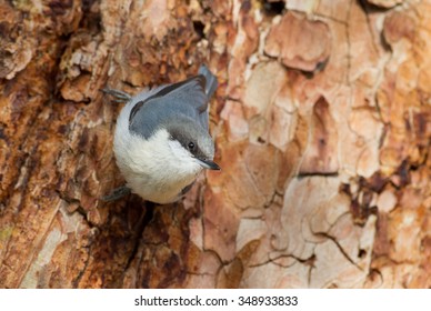 Pygmy Nuthatch