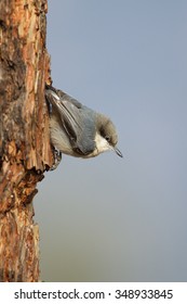 Pygmy Nuthatch