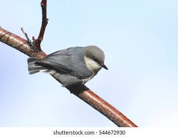 Pygmy Nuthatch