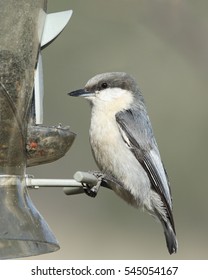 Pygmy Nuthatch