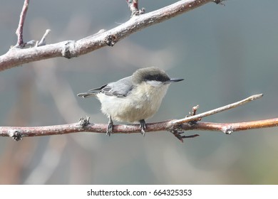 Pygmy Nuthatch