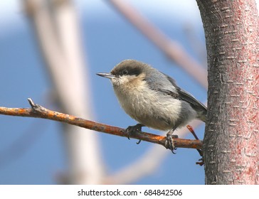 Pygmy Nuthatch