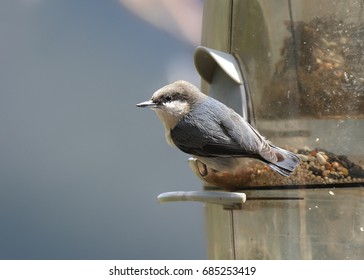 Pygmy Nuthatch