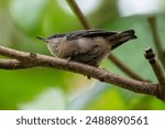 The Pygmy Nuthatch, with its compact size and bluish-gray plumage, was spotted clinging to a pine tree in Golden Gate Park. This photo captures its lively presence in an urban park habitat. 